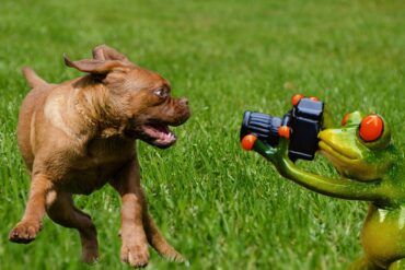 Les Parcs pour Chiens et les Activités d’Agilité