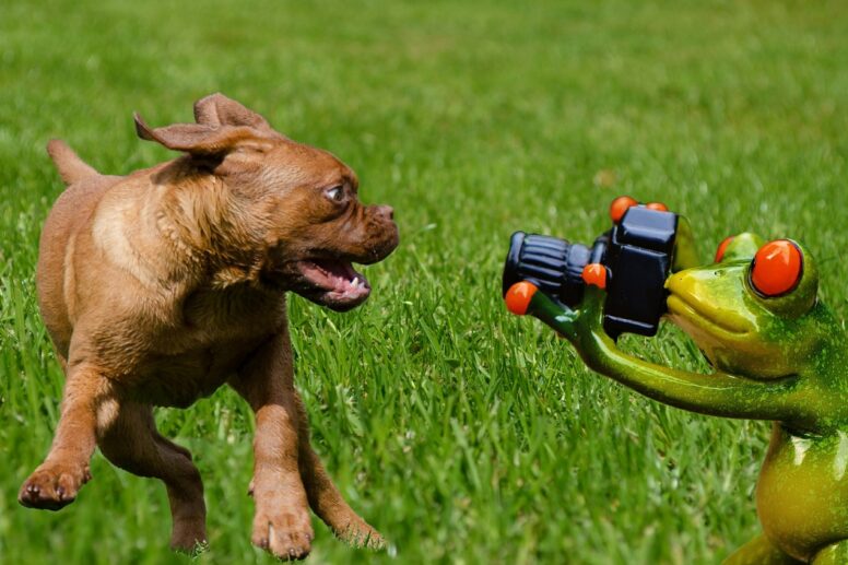 snapshot, taking photos, dog