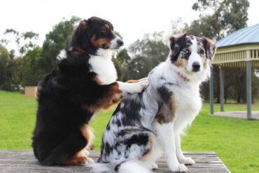 Les Parcs pour Chiens et la Méditation : Moments de Sérénité avec Votre Animal