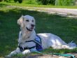 service dog, dog, golden retriever