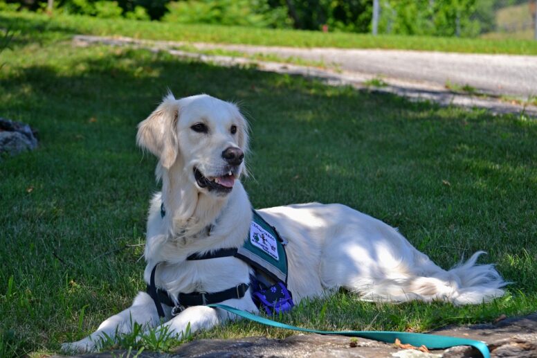 service dog, dog, golden retriever