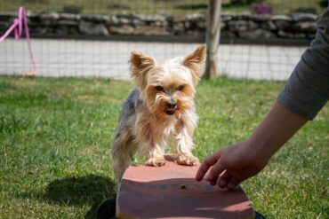 Les Parcs pour Chiens et la Formation en Comportement