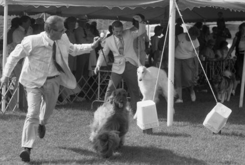 a group of people with dogs