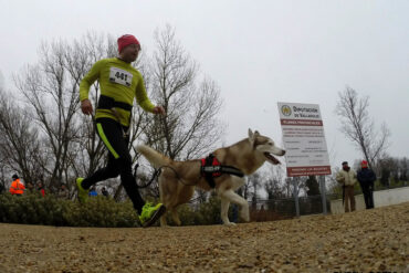 Les Chiens et la Séparation en Parc : Gérer l’Anxiété