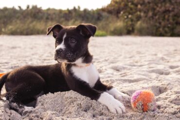 Les Parcs pour Chiens et les Exercices de Canicross